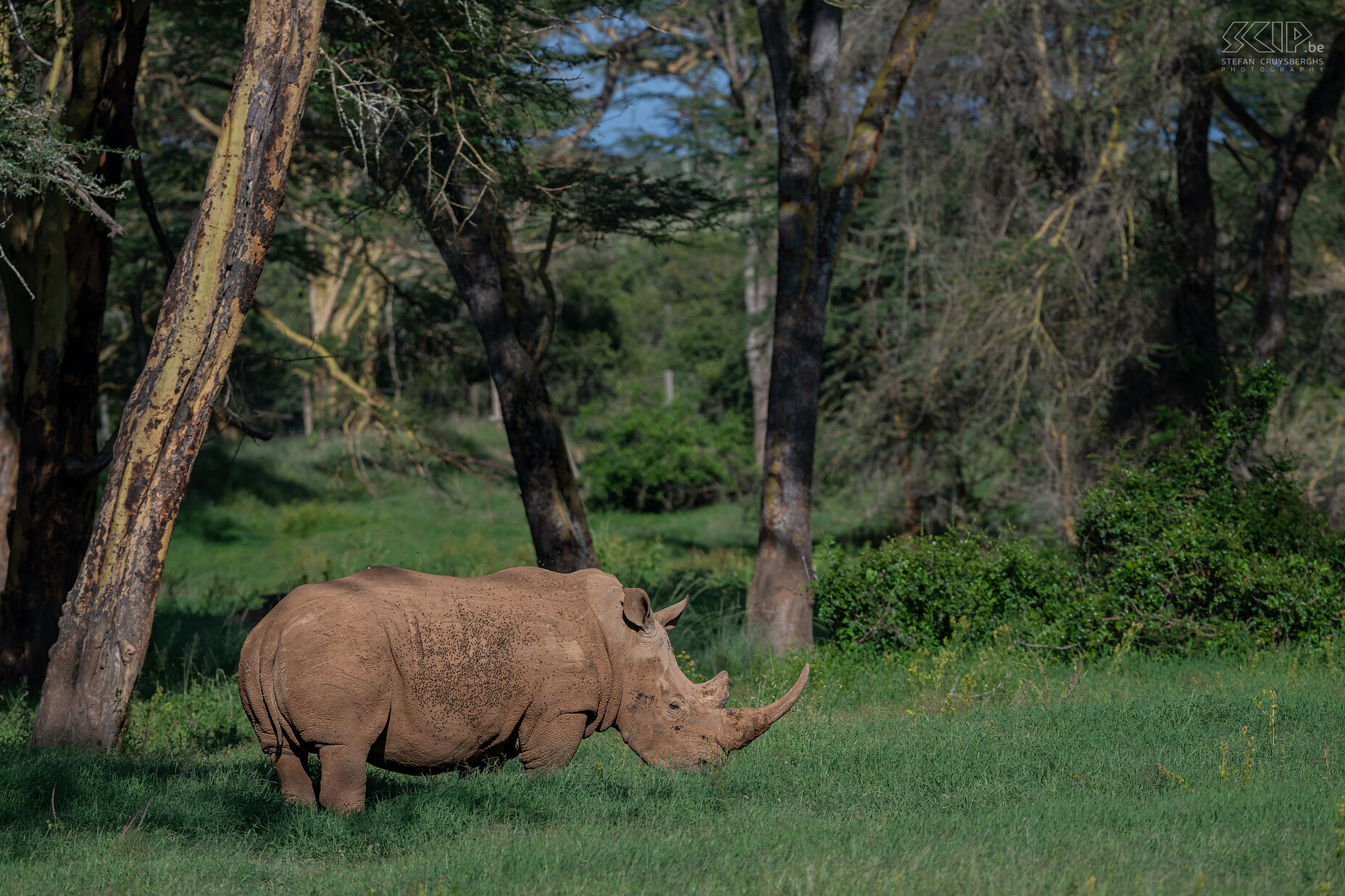 Solio - Southern white rhino  Stefan Cruysberghs